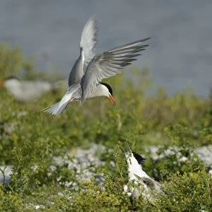Common Tern -Sterna hirundo- attacking Sandwich Tern -Sterna sandvicensis-, Texel, The Netherlands, Europe