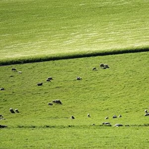 Distant View of Sheep Grazing in Lush Green Pasture