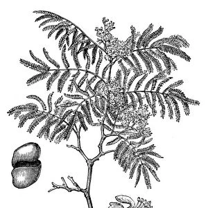 Divi-divi Tree - Caesalpinia coriaria