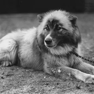 Dog Chosen For Sir Ernest Shackletons Trans-Antarctic Expedition