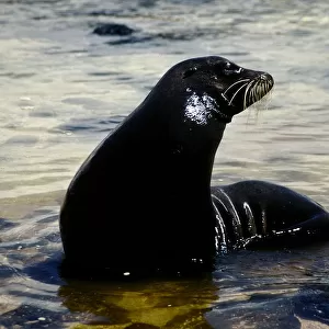GalAapagos Sea Lion