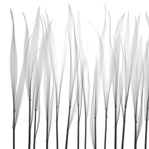 Grass, X-ray