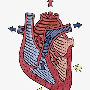 How the heart beats, step 3