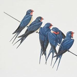 Hirundo rustica, five Barn Swallows perched on a wire