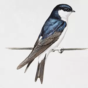 House martin (Delichon urbicum), on a perch, looking away