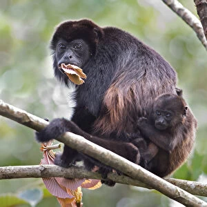 Howler monkey and baby - Costa Rica
