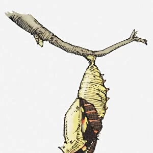 Illustration of butterfly emerging from cocoon attached to budding stem