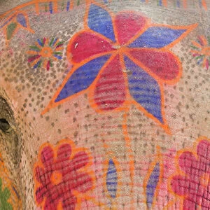 India, Allahabad, painted elephant, close-up