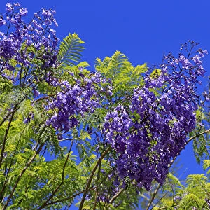 Jacaranda or Blue Jacaranda -Jacaranda mimosifolia-, flowering, blue flowers, Western Cape, South Africa