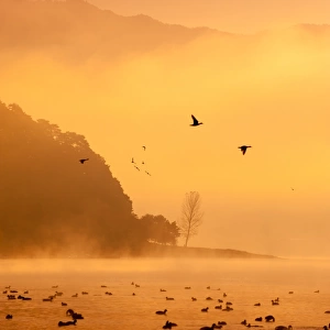 Kawaguchi lake with flying ducks and mist