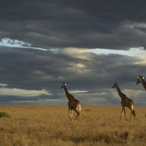 Masai giraffe, Masai Mara Game Reserve, Kenya