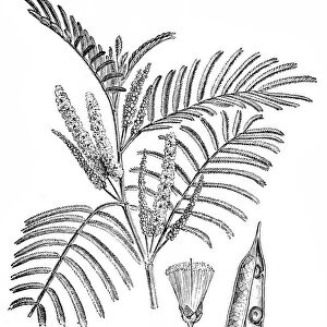 Mimosa catechu (Acacia Catechu)