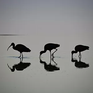 Ibises Related Images