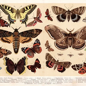 Moths and butterflies chromolithography 1888
