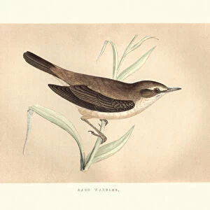 Natural History, Birds, Reed Warbler (Acrocephalus scirpaceus)