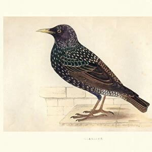 Natural History, Birds, Starling