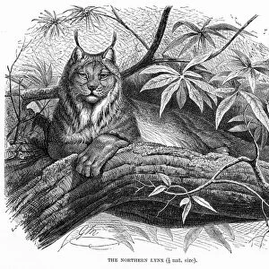 Northern lynx engraving 1894