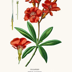 Oleander tree flower