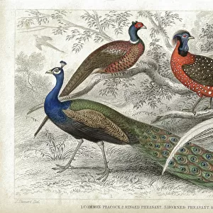 Peacock and Pheasants old 1852 litho print
