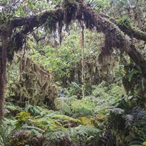 Rainforest, Isabela Island, Galapagos Islands, Ecuador
