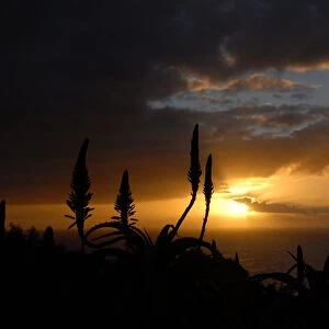 Silhouetted Aloe Ferox against sunset and the Atlantic Ocean, Suikerbossie, Western Cape, South Africa