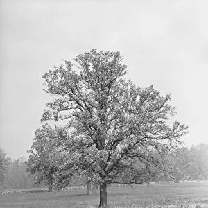 Single tree in field, (B&W)