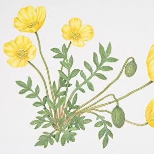 Small green leaves and bright yellow flowers, some closed, of Papaver lapponicum, Arctic Poppy