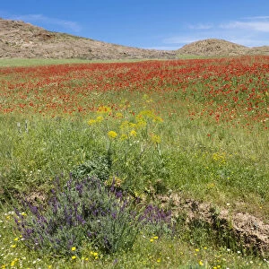 Spring flowers bloom in meadow, Taounate, Morocco