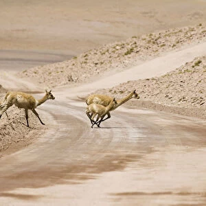 Vicugnas (Vicugna vicugna) running over a non-paved road, Los Flamencos Nacional Reserve, Atacama Desert, Antofagasta region, Chile, South America