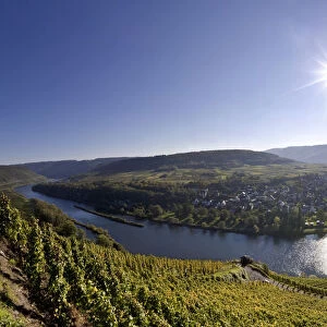 View of the vineyards at Puenderich, Landkreis Cochem-Zell district, Rhineland-Palatinate, Germany, Europe