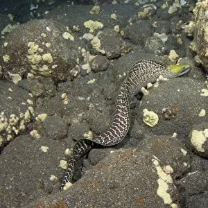 Yellowhead Moray Eel -Gymnothorax rueppellii-, in search of food, night dive at Kailua-Kona, Big Island of Hawaii, USA