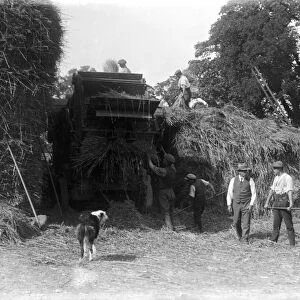 Haymaking, Cornwall. 1900s