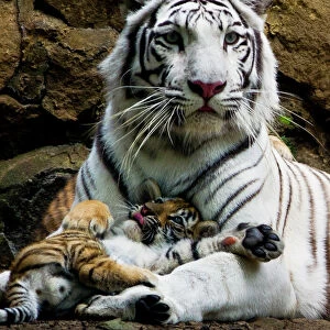 Colombia-Animals-Tigers-Cubs