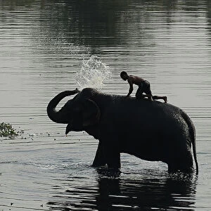 India-Society-Animal-Elephant