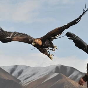 A Kyrgyz berkutchi (eagle hunter) releases his bird, a golden eagle, during the hunting