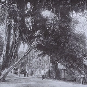 Banyan Tree at Kalutara, with Roots at each side of the Road (b / w photo)