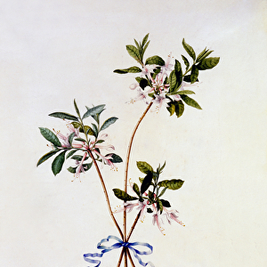 Cistus Virginiana, c. 1743 (hand-coloured engraving)