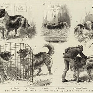 The Collie Dog Show at the Royal Aquarium, Westminster (engraving)