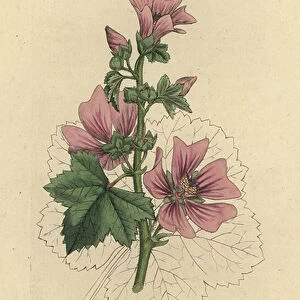 Common mallow, Malva sylvestris Handcoloured copperplate engraving after a drawing by James Sowerby for James Smith's English Botany, 1799