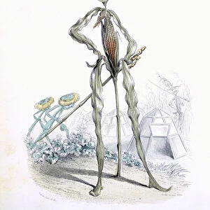 A Country Stroller, from L Empire des Legumes, Memoires de Curcurbitus