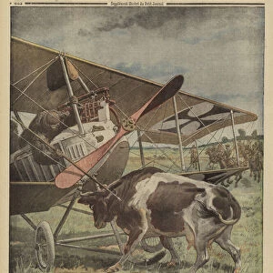 Cow preventing a German aircraft from taking off, Lutsk, Russia, World War I, 1916 (colour litho)