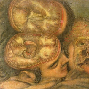 Cross-section of the Brain, 1746 (coloured engraving)