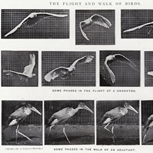 Eadweard Muybridge: The Flight and Walk of Birds (b / w photo)