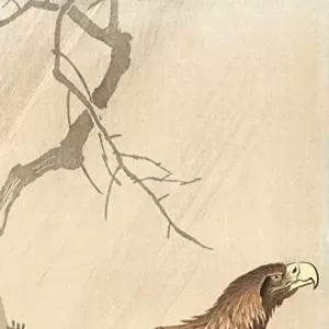 An Eagle on a Tree Branch, by Japanese artist Ohara Koson