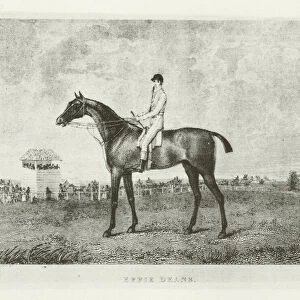 Effie Deans, foaled 1815 (b / w photo)