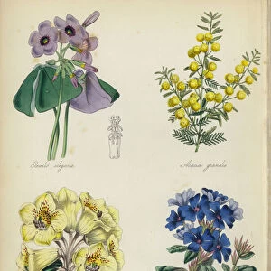 English Flower Garden: Oxalis elegans, Acacia grandis, Rhododendron lanatum, Plumbago Larpentae (colour litho)