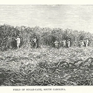 Field of sugar-cane, South Carolina (engraving)