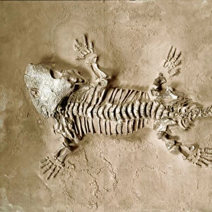 Fossil of Seymouria Bayolorensis amphibian reptile from Texas