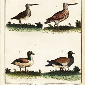 Game birds: snipe, woodcock, wild duck and wigeon. 1792 (engraving)
