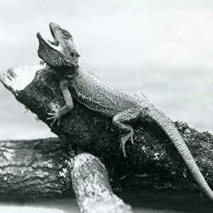 A gaping Bearded Dragon holding on to a log, London Zoo, August 1928 (b / w photo)